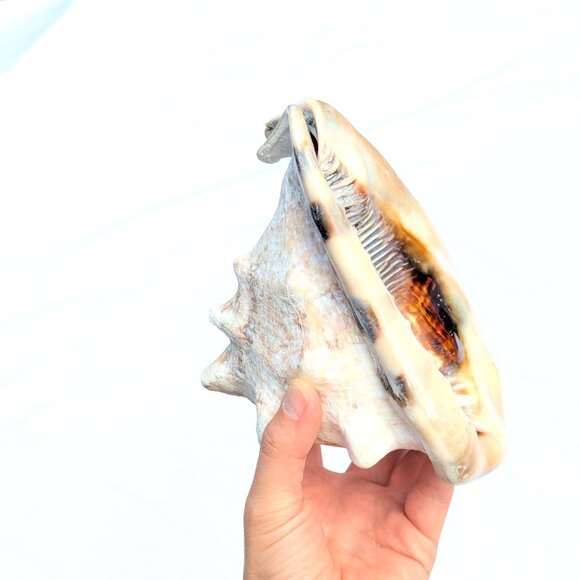 Large natural Horned King Helmet Conch Shell aquarium nautical bathroom decor - Picture 6 of 9